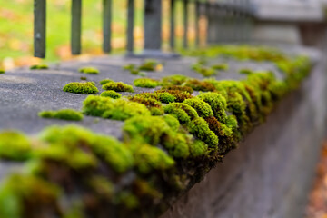 Moos grün Herbst Farbe Mauer Nahaufnahme Makro Details Zaun Schmiedeeisern Perspektive selektive...