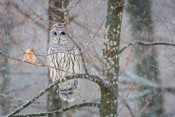 Barred Owl (Strix varia) perched on a tree limb during a snow storm looking for prey. Selective focus, background blur and foreground blur 
