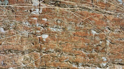 Wood, wood texture, wood photography, light brown, dark brown, bark.