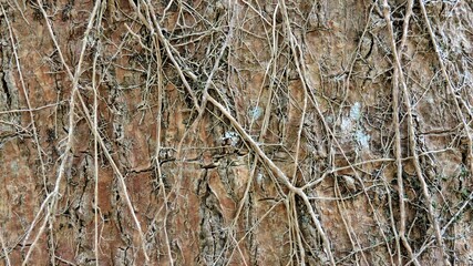 Wood, wood texture, wood photography, light brown, dark brown, bark.