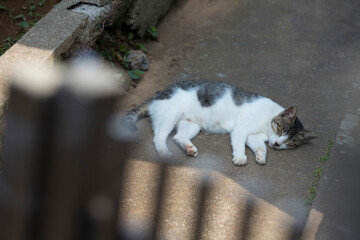 玄関先で寝る猫
