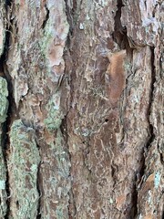 Wood, wood texture, wood photography, light brown, dark brown, bark.