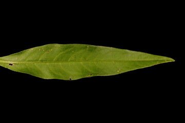 Water Pepper (Persicaria hydropiper). Leaf Closeup
