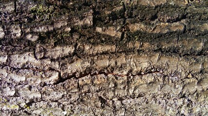 Wood, wood texture, wood photography, light brown, dark brown, bark.