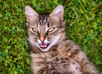 Naklejka na ściany i meble Funny cat looking happy. Happy cat on green grass background.