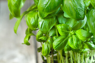 Fresh basil in a pot on a gray background. Close-up. Place for your text. Selective focus	