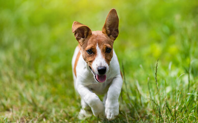 Jack Russell Terrier dog run and jumps over the green grass