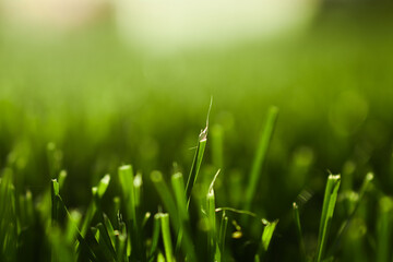 green grass background