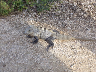 The beautiful beaches and jungle landscapes around Tulum on the Yucatan Peninsula, Mexico