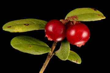 Cowberry (Vaccinium vitis-idaea). Mature Inflorescence Closeup
