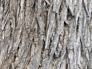 Close up tree bark, beautiful texture. Background natural abstract image.