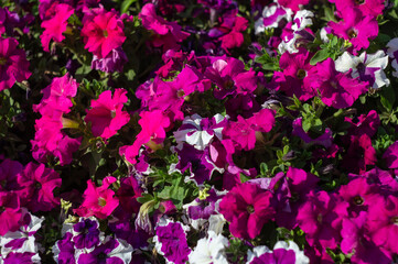 Obraz premium Many pink, purple and white petunia flowers in the park in sunlight