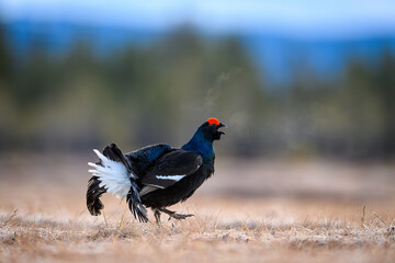 Norwegian black grouse at lek in spring