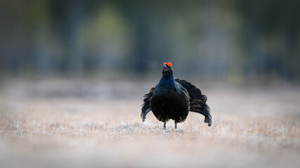 Norwegian black grouse at lek in spring