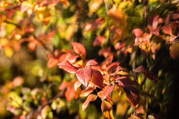 kolory jesieni, liście
