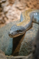 close up of a python