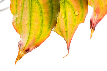 Herbst
