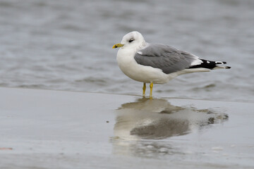Sturmmöwe (Larus canus) im Herbst an der Ostsee	