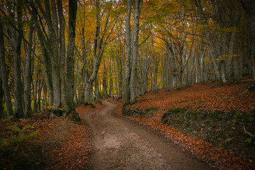 Typical italian autumnal landscape with pathway in the forest