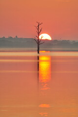 colorful sunrise over the lake and old tree