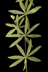Intermediate Bedstraw (Galium intermedium). Stem and Leaves Closeup