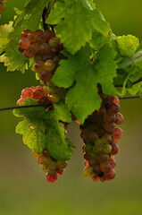 ripe grape in the vineyard