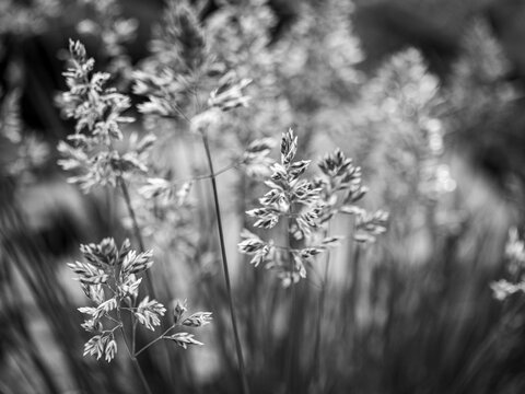 Soft, romantic, abstract close up of alpine meadow-grass in monochrome showing texture of seedpods