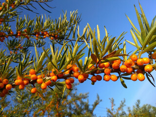 Ripe orange Sea Buckthorn (Hippophae rhamnoides) berries on a shrub branch with green leaves on...
