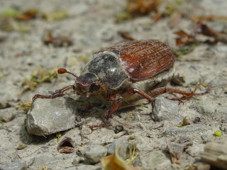 Waldkäfter beim Spaziergang