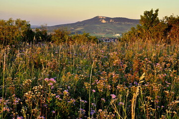 steppe meadow at sunset and Palava
