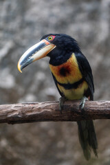 yellow billed toucan