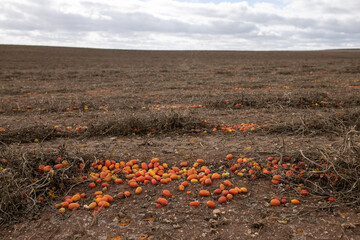 Wasted tomato field