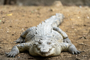 alligator in the everglades