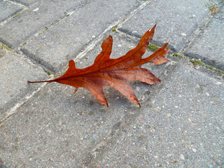 Brawn and yellow oak leaf on pavement road in autumn fall. Fallen oak tree leaf. Autumn background for text. Selective focus, close up.