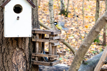tit and nuthatch in old handmade wooden feeder near handmade bird house on pine tree trunk in city park on autumn day