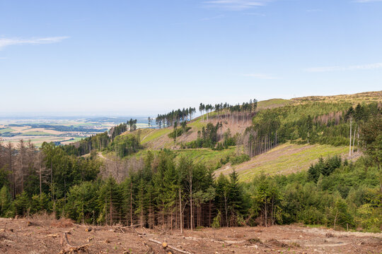 Forest After Bark Beetle Calamity