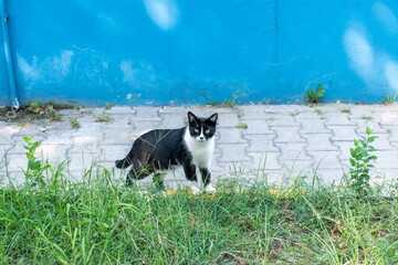 Cute black and white cat looking at camera from behing the grass