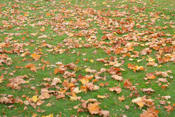 Yellow maple leaves on green grass, can be used as a background.