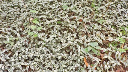 Foliage, leaf texture, green leaf carpet, leaves background, green leaf texture, foliage.