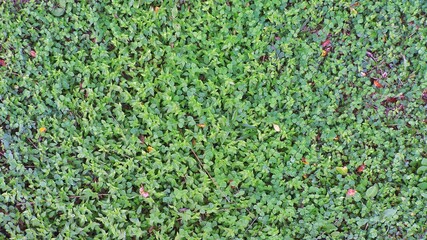 Foliage, leaf texture, green leaf carpet, leaves background, green leaf texture, foliage.