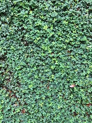 Foliage, leaf texture, green leaf carpet, leaves background, green leaf texture, foliage.