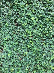 Foliage, leaf texture, green leaf carpet, leaves background, green leaf texture, foliage.