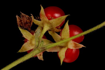 Stone Bramble (Rubus saxatilis). Fruit Closeup