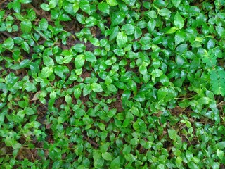 Foliage, leaf texture, green leaf carpet, leaves background, green leaf texture, foliage.