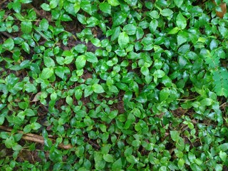 Foliage, leaf texture, green leaf carpet, leaves background, green leaf texture, foliage.