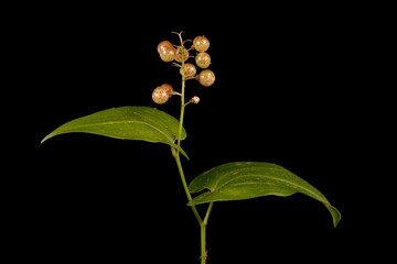 May Lily (Maianthemum bifolium). Fruiting Plant Habit