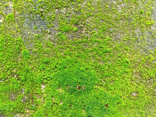 Foliage, leaf texture, green leaf carpet, leaves background, green leaf texture, foliage.