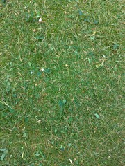 Foliage, leaf texture, green leaf carpet, leaves background, green leaf texture, foliage.