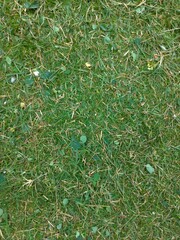 Foliage, leaf texture, green leaf carpet, leaves background, green leaf texture, foliage.