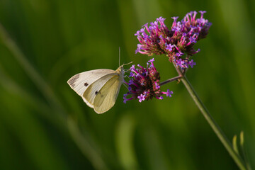 Close-up of a cabbage butterfly sitting and feeding on a blooming vervain (verbena officialis)
